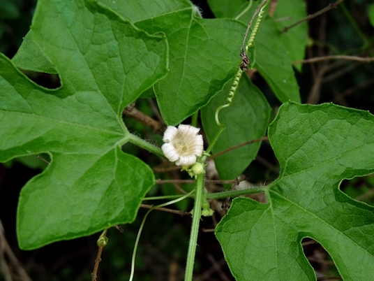 {Cayaponia quinqueloba}